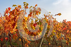 Colorful vineyard during morning sun in autumn