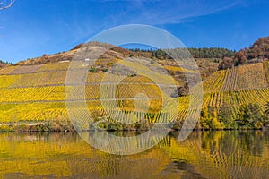 colorful vineyards on 2 hills along the Moselle in autumn