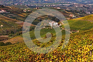 Colorful vineyards on the hills of Langhe in Italy.