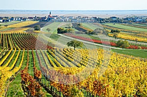 Colorful vineyards landscape