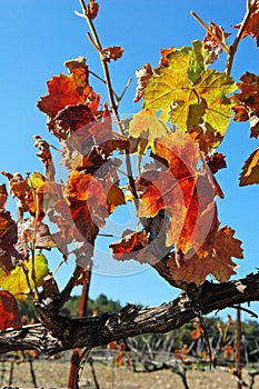 Colorful Vineyards leafs at Fall