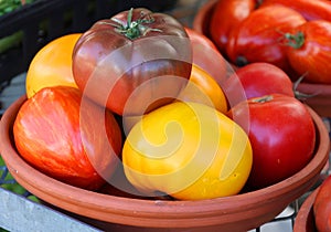 Colorful vintage Heirloom tomatoes