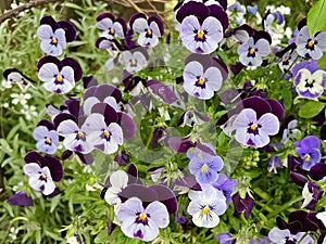 Colorful viola flowers blooming in Bolzano, Italy