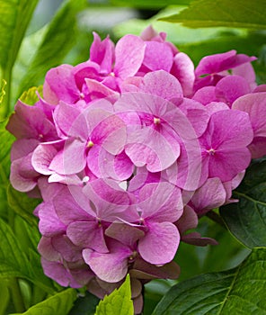 Colorful violet hydrangeas flowers in garden outside.pink hydrangea flowers