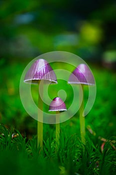 Colorful violet magic fairy mushrooms in the green moss, macro.
