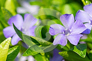 Colorful violet periwinkle flowers