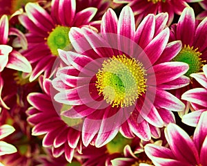 Colorful violet- white crysanthemums
