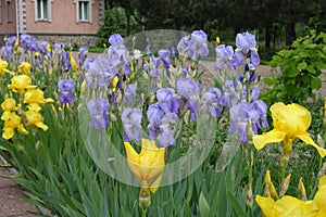 Colorful violet, yellow and white flowers of Iris germanica in May