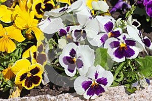 Colorful violets outdoor in garden