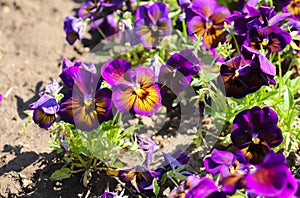 Colorful violets outdoor in garden