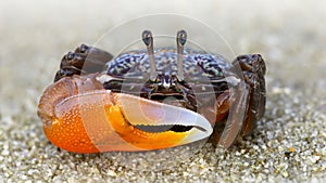 colorful violinist crab on the sand. a strong carapace and a giant orange claw as a weapon for defense