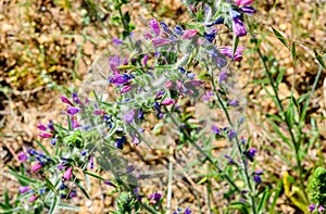 Colorful viper`s bugloss plant in the field of Spain. viper`s bugloss, blueweed,  snake`s flower, viper`s grass, bugloss, viborera photo