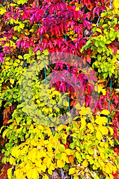 Colorful Virginia creeper in autumn