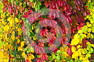 Colorful Virginia creeper in autumn