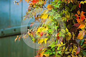 Colorful Virginian creeper in autumn photo