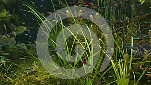 Colorful vivid fluorescent small fishes glow in river fresh water aquarium between green algae and aquatic plants