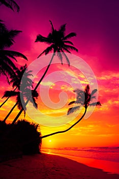 Colorful vivid sunset with coconut palm trees silhouettes over the water on tropical island beach