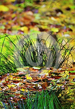 Colorful water with leaves in autumn