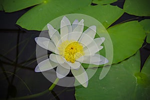 Colorful water lilly in pond