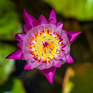 Colorful water lily flowers above the water surface