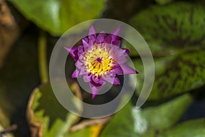 Colorful water lily flowers above the water surface