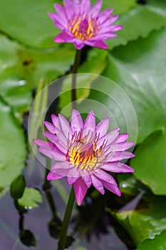 Colorful Water Lily or Lotus flower