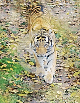 Colorful watercolor of a tiger walking down a jungle trail
