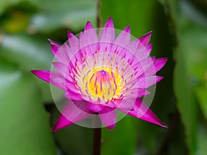Colorful waterlily or beautiful lotus flower.