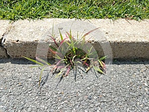 Colorful weed growing in asphalt and a curb