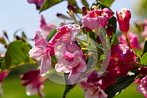 Colorful Weigela praecox Bouquet Rose flowers with a five-lobed petals, close up. Weigela is deciduous, ornamental and flowering