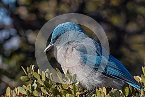 Colorful Western Scrub Jay in Arizona