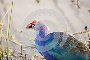 A colorful Western Swamphen searches for a morning snack