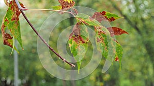 Colorful wet leaves of maple ash tree close up on wind