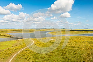 Colorful wetland area in summer