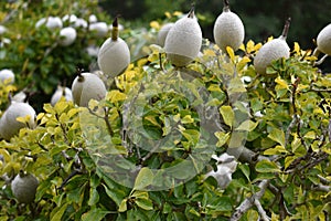 Colorful white flower in the Botanical Garden in Cape Town in South Africa