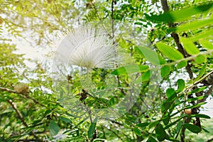 Colorful white line brush flower flowers wayside between sidewa