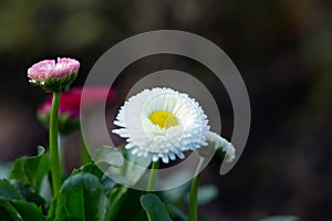 Colorful white, little English daisy flower with yellow pistil