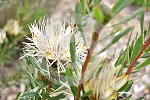 Colorful white plant in the Botanical Garden in Cape Town in South Africa