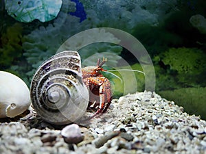 A colorful White Spotted Hermit Crab, Left handed Hermit Crab, Dardanus megistos, hiding in the Coral Reef tank, Aquarium