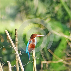 A colorful white throated kingfisher searching for its fish kill
