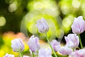 Colorful of white  tulip in the garden and blurry flower background,selective focus with soft focus