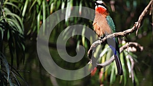A colorful Whte-fronted Bee-Eater, Merops bullockoides