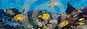 Colorful wide blue coral reef underwater world background with tropical fish and turtle. Wonderful indian ocean Maldives diving