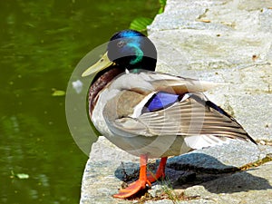 Colorful Wide Duck by the Lake