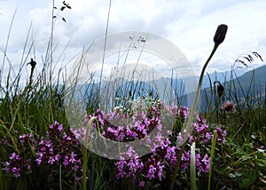 Colorful wild alpine flowers blossoms close up