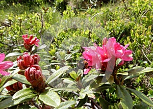 Colorful wild alpine flowers blossoms close up