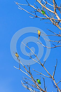 Colorful wild birds are perching on the bare branches of wild tree