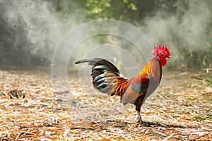 Colorful wild chickens