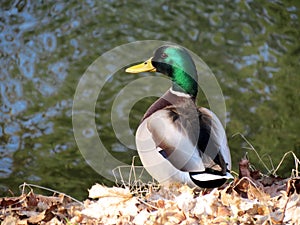 Colorful wild duck