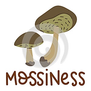 Colorful wild edible mossiness with cartoon-style names. Isolated vector flat illustration. mossiness mushroom. Edible mushrooms